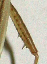 Stenodema trispinosum